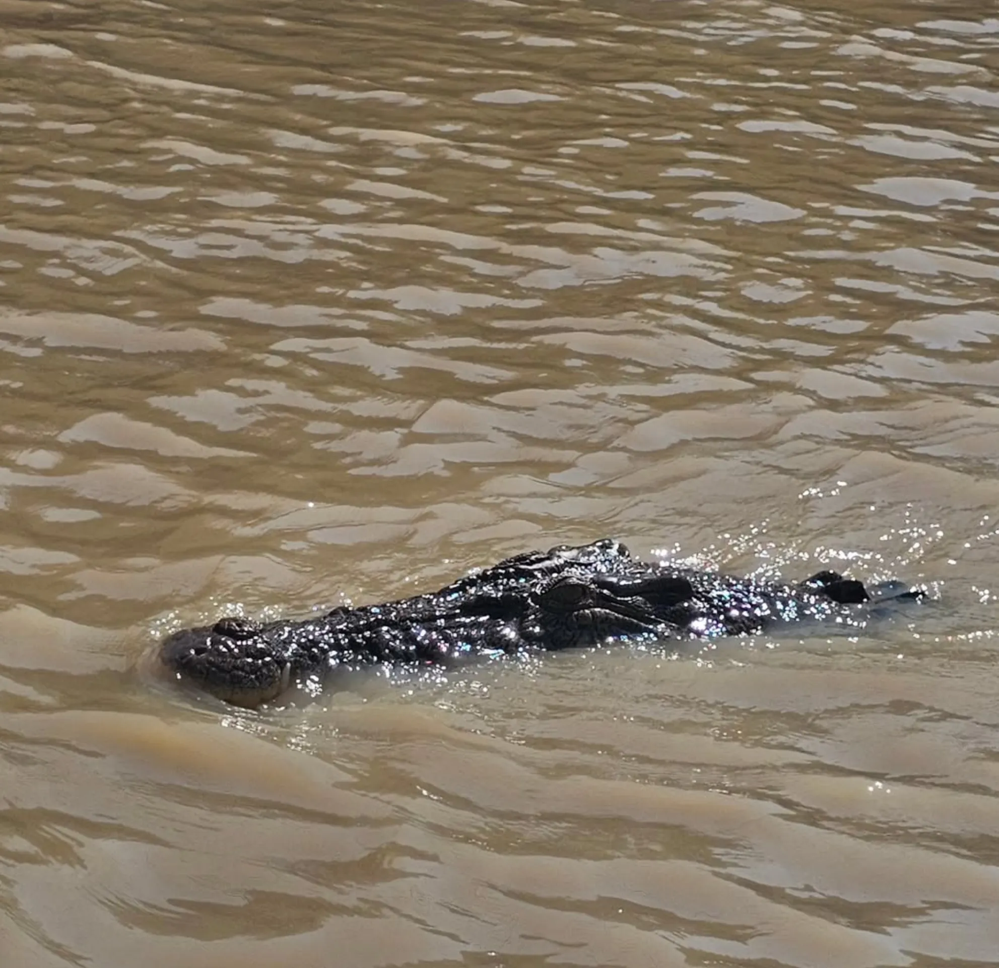 best place to see saltwater crocodiles in Darwin