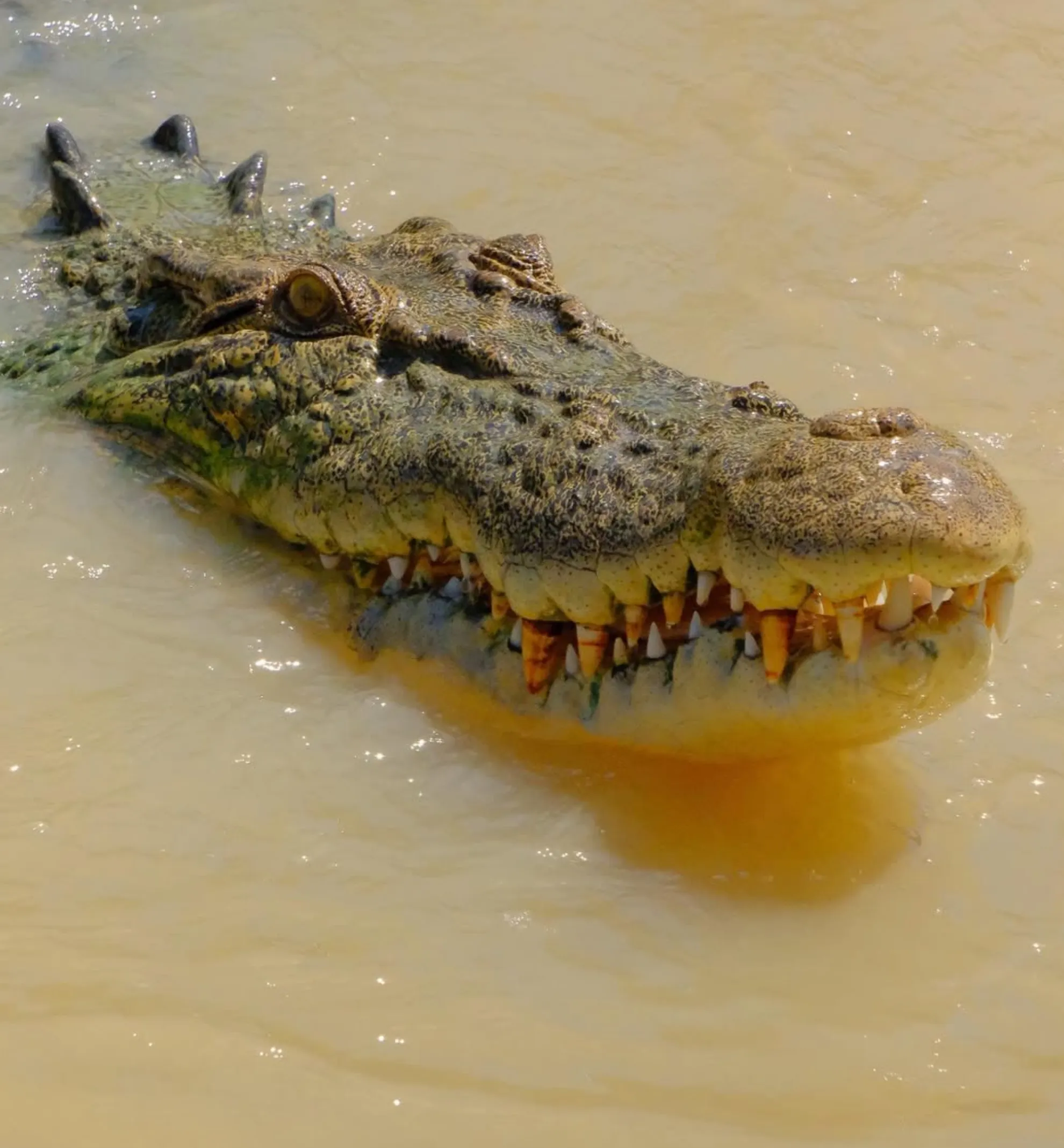 best time for a jumping crocodile cruise Darwin