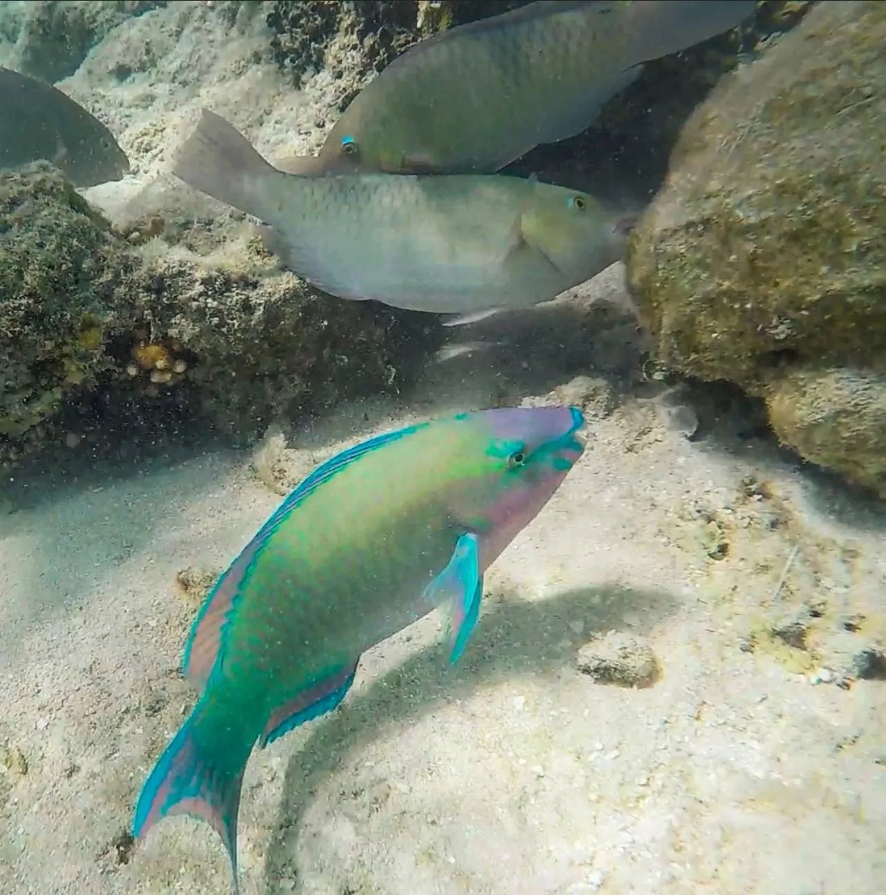 desert rainbow fish