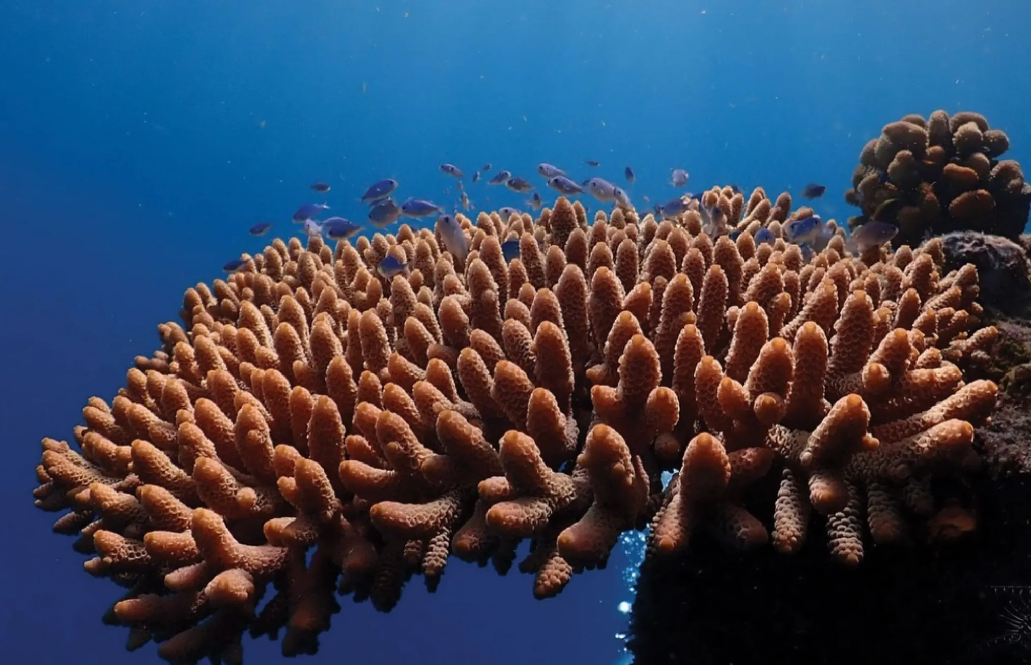 do I need a stinger suit on the Great Barrier Reef