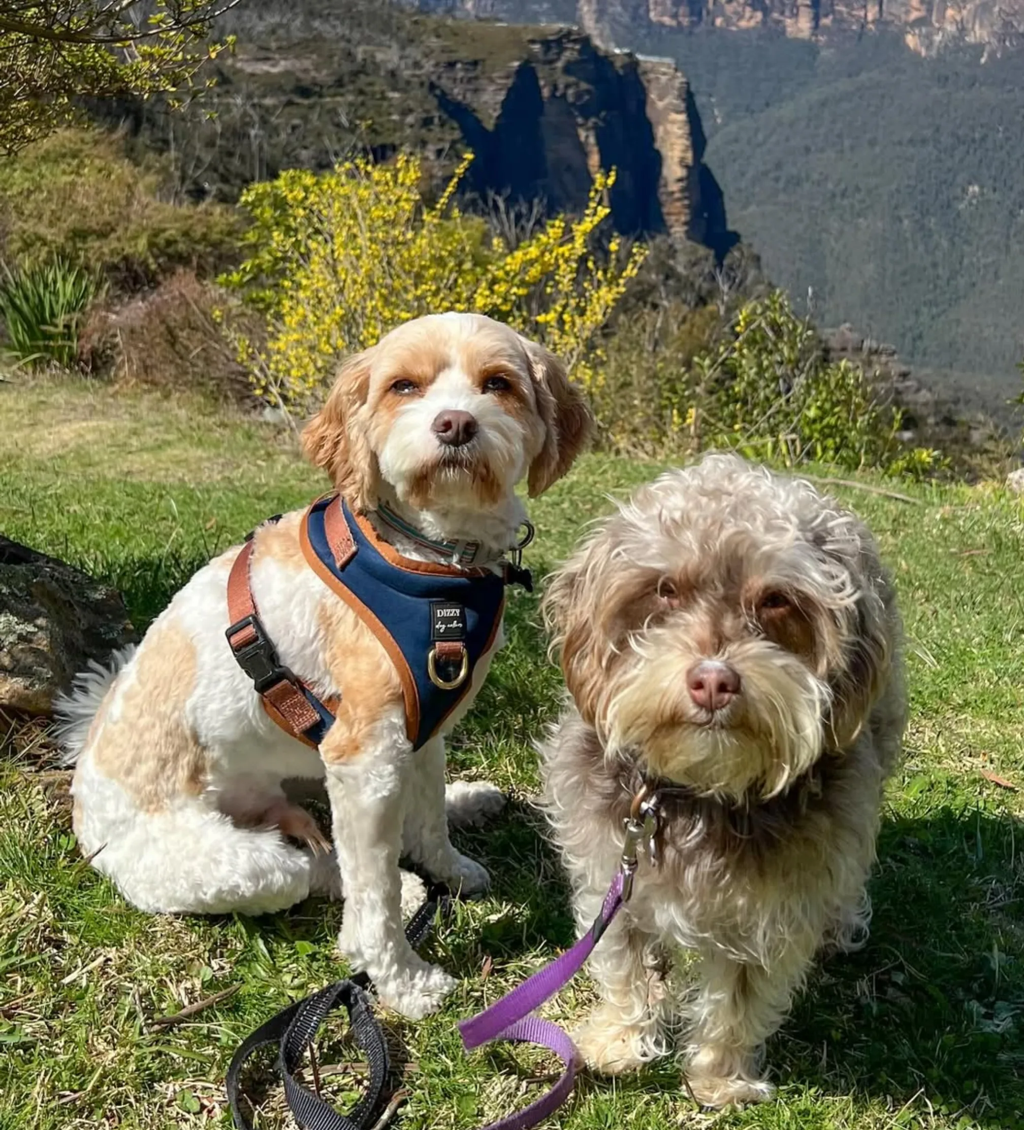 dog friendly hikes outside Blue Mountains National Park