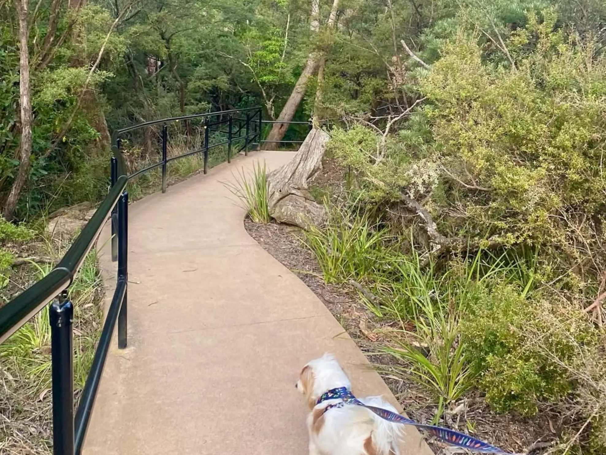 dog friendly walks Blue Mountains NSW