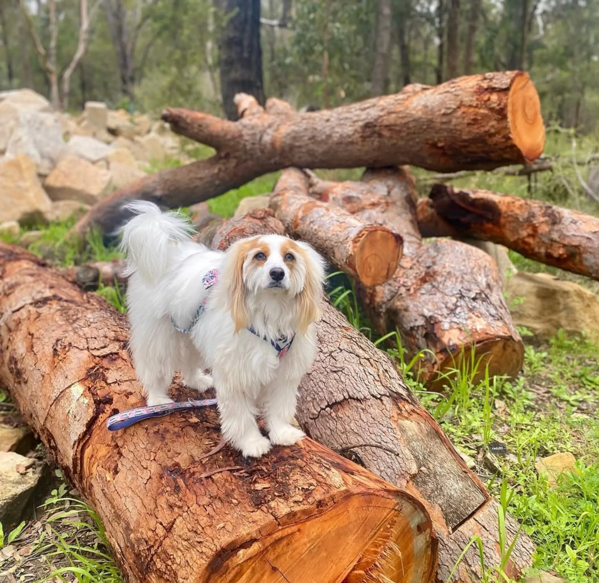 dog friendly waterfall walks Blue Mountains
