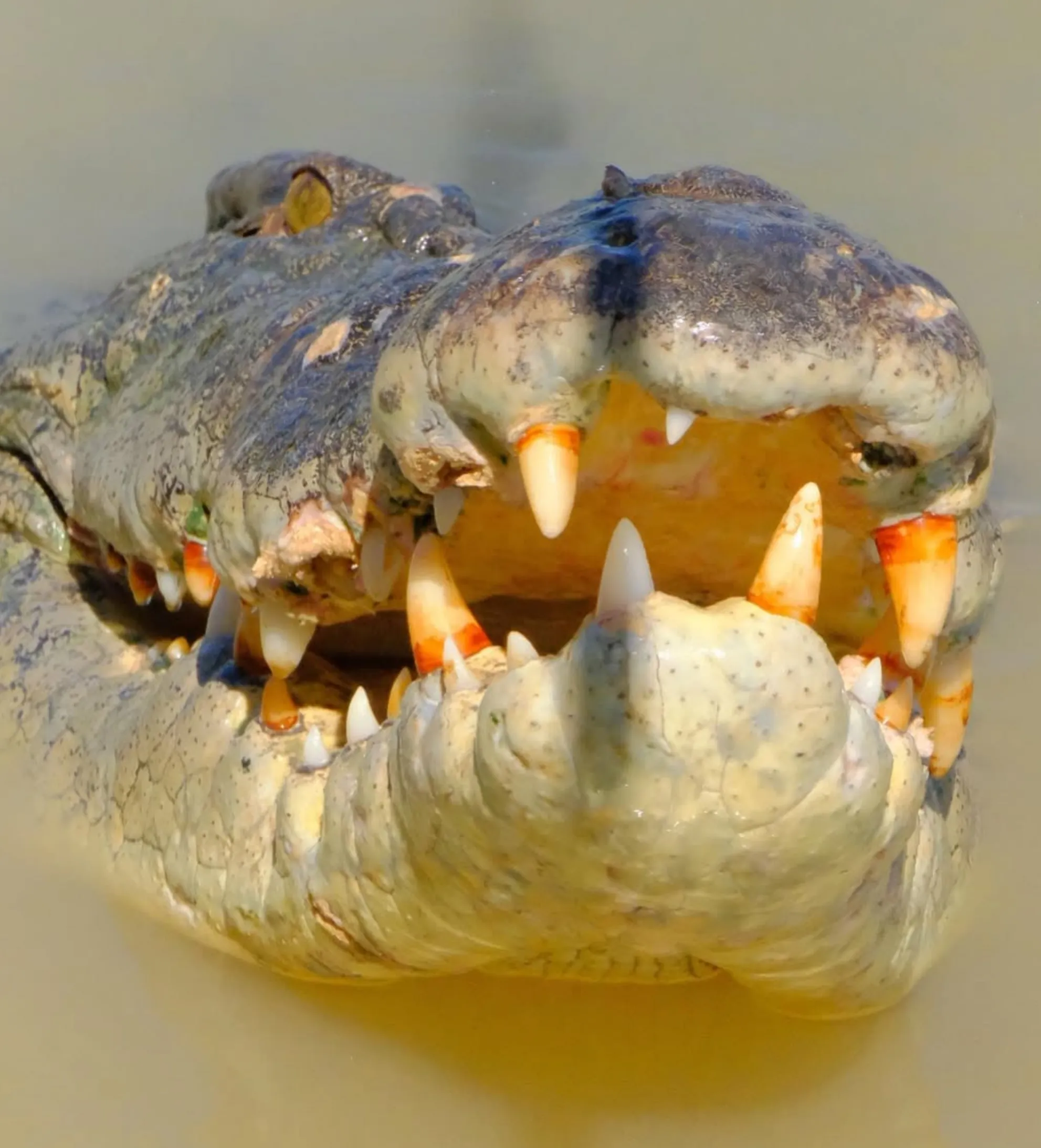 early morning vs afternoon jumping crocodile cruise