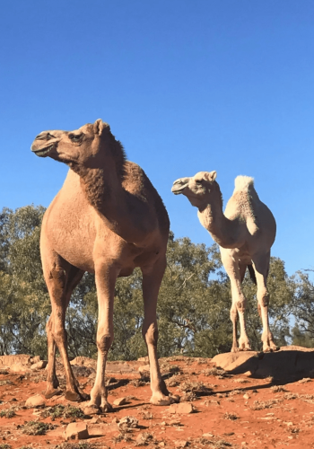 Camel-Tours