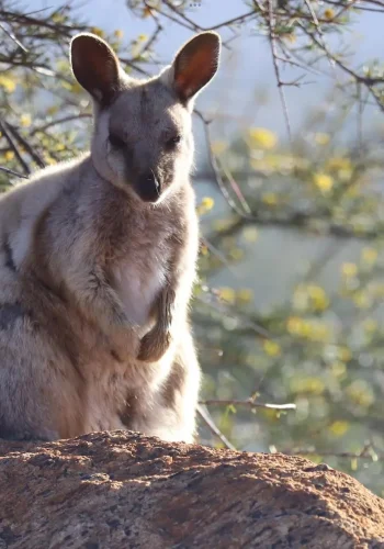 larapinta trail walking tours