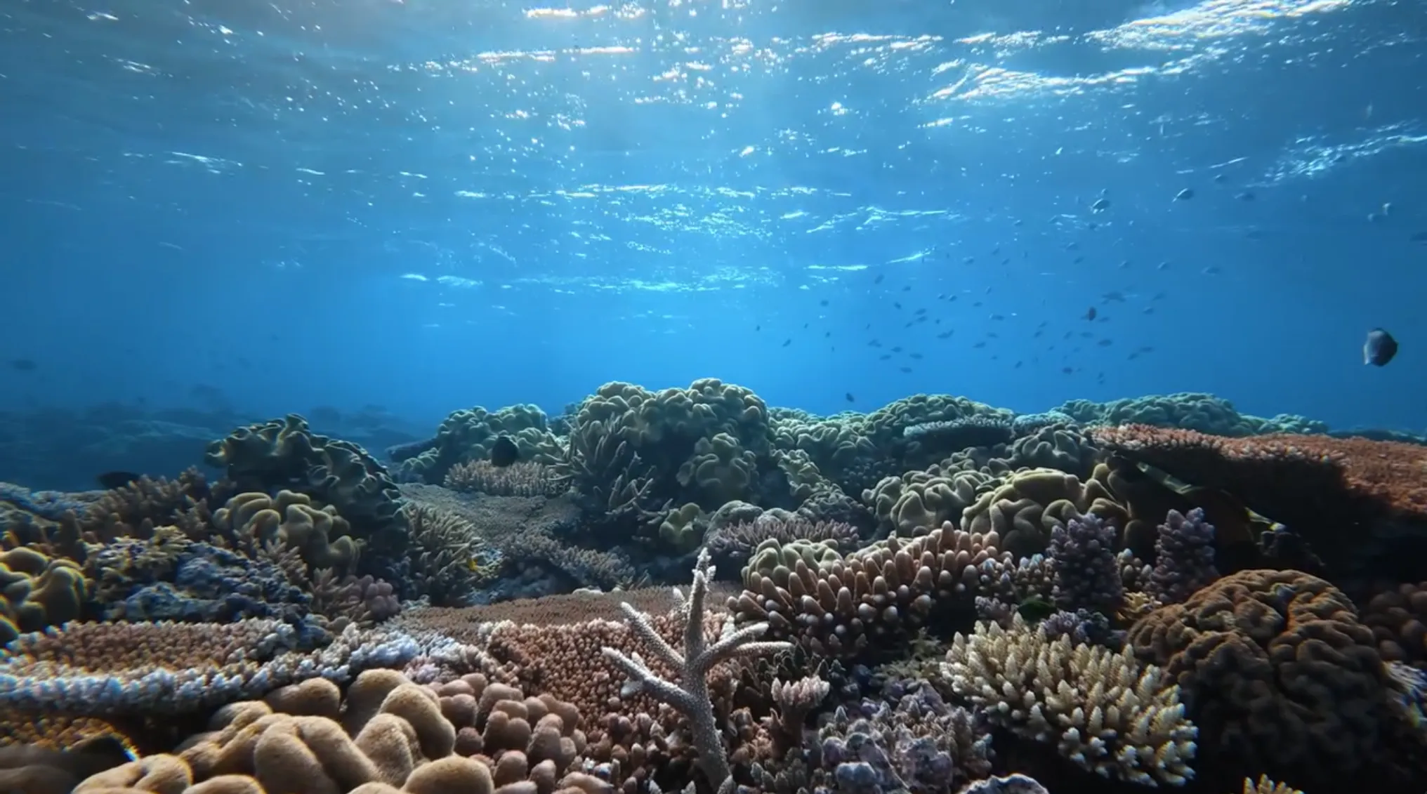 how dangerous is scuba diving on the Great Barrier Reef