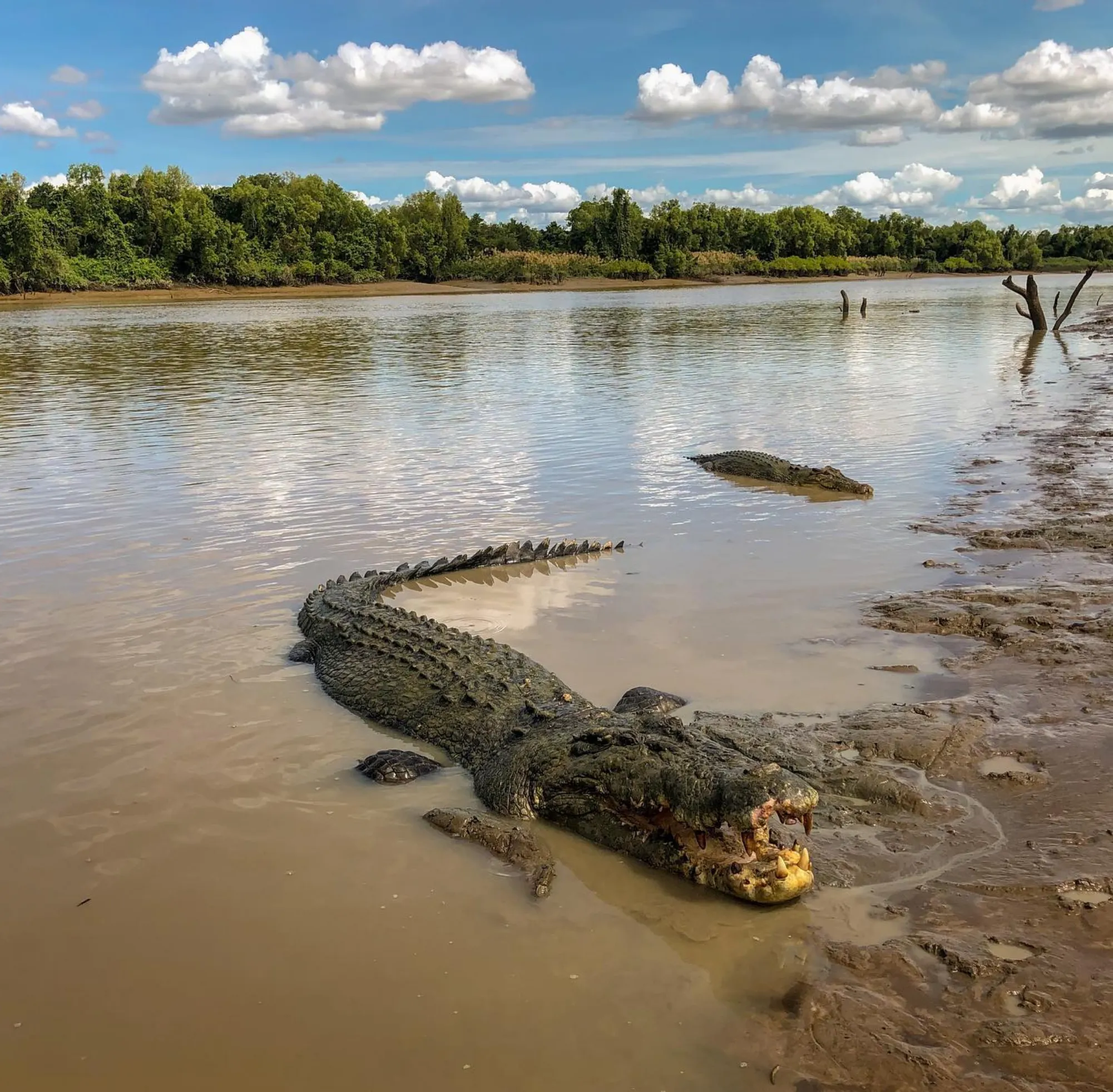 how jumping crocodile cruises actually work
