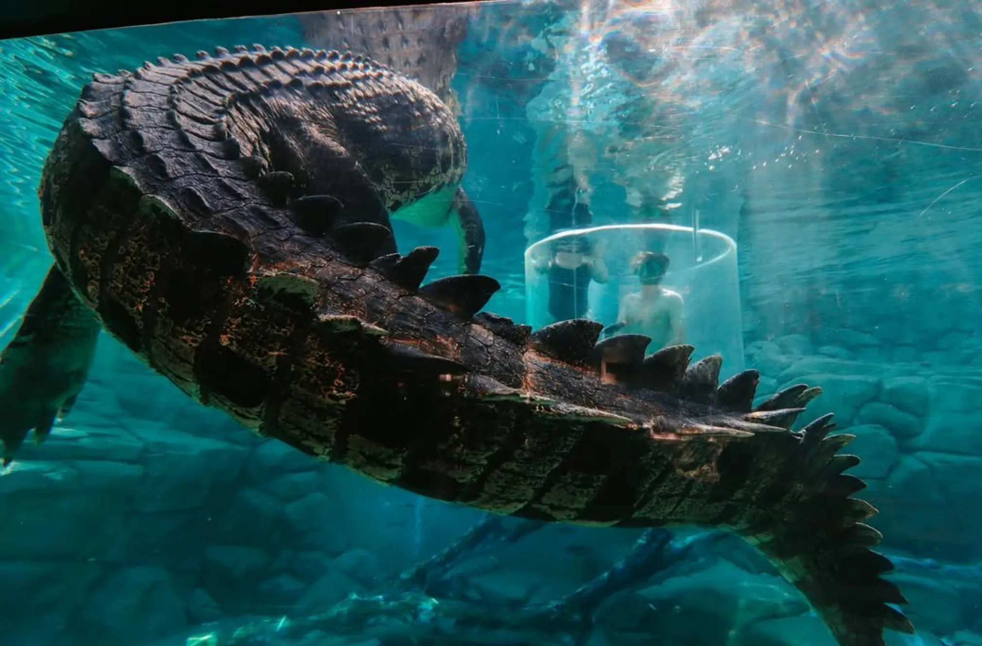 is Adelaide River better than Crocosaurus Cove