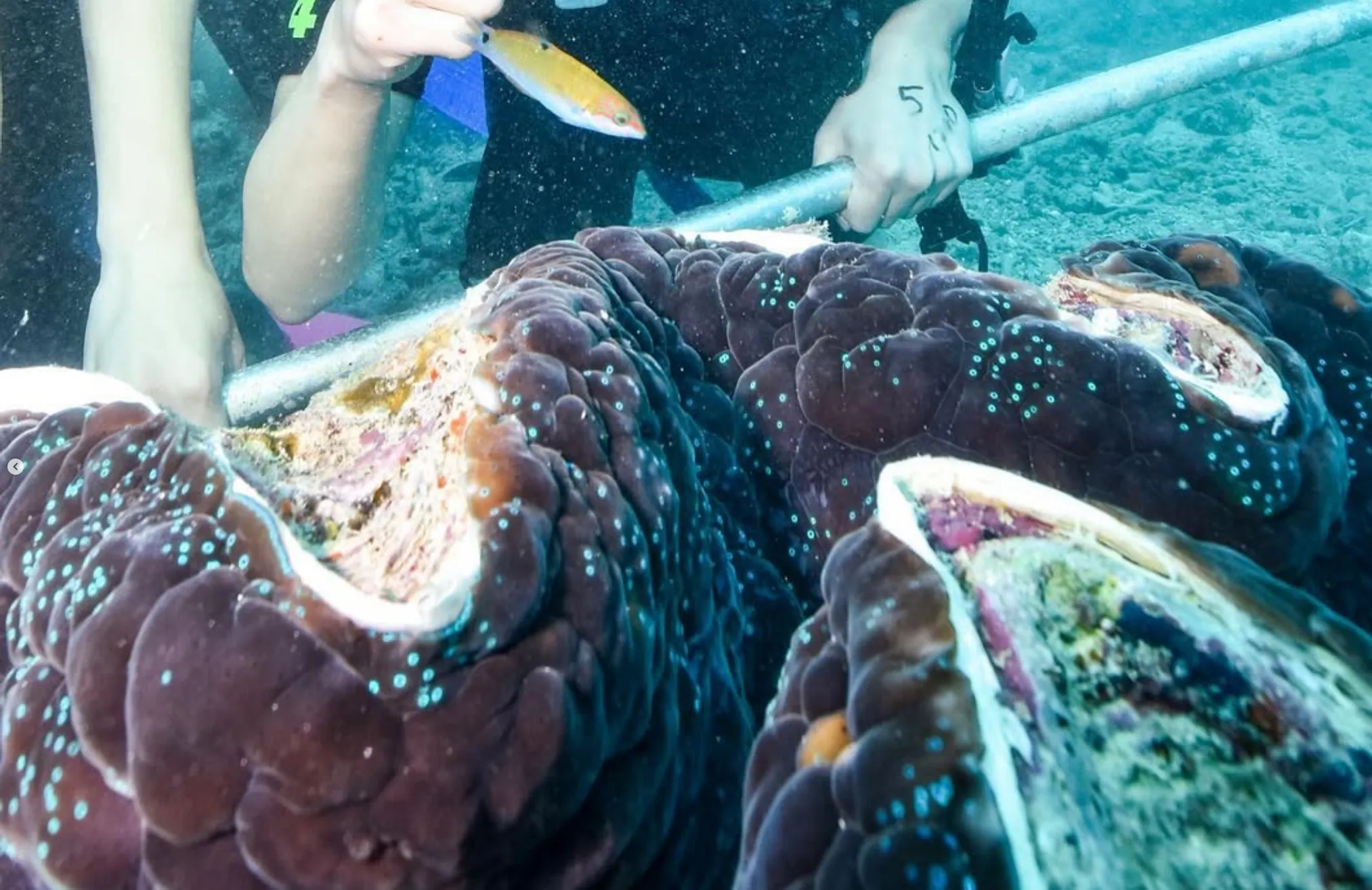is it safe to snorkel Great Barrier Reef during stinger season