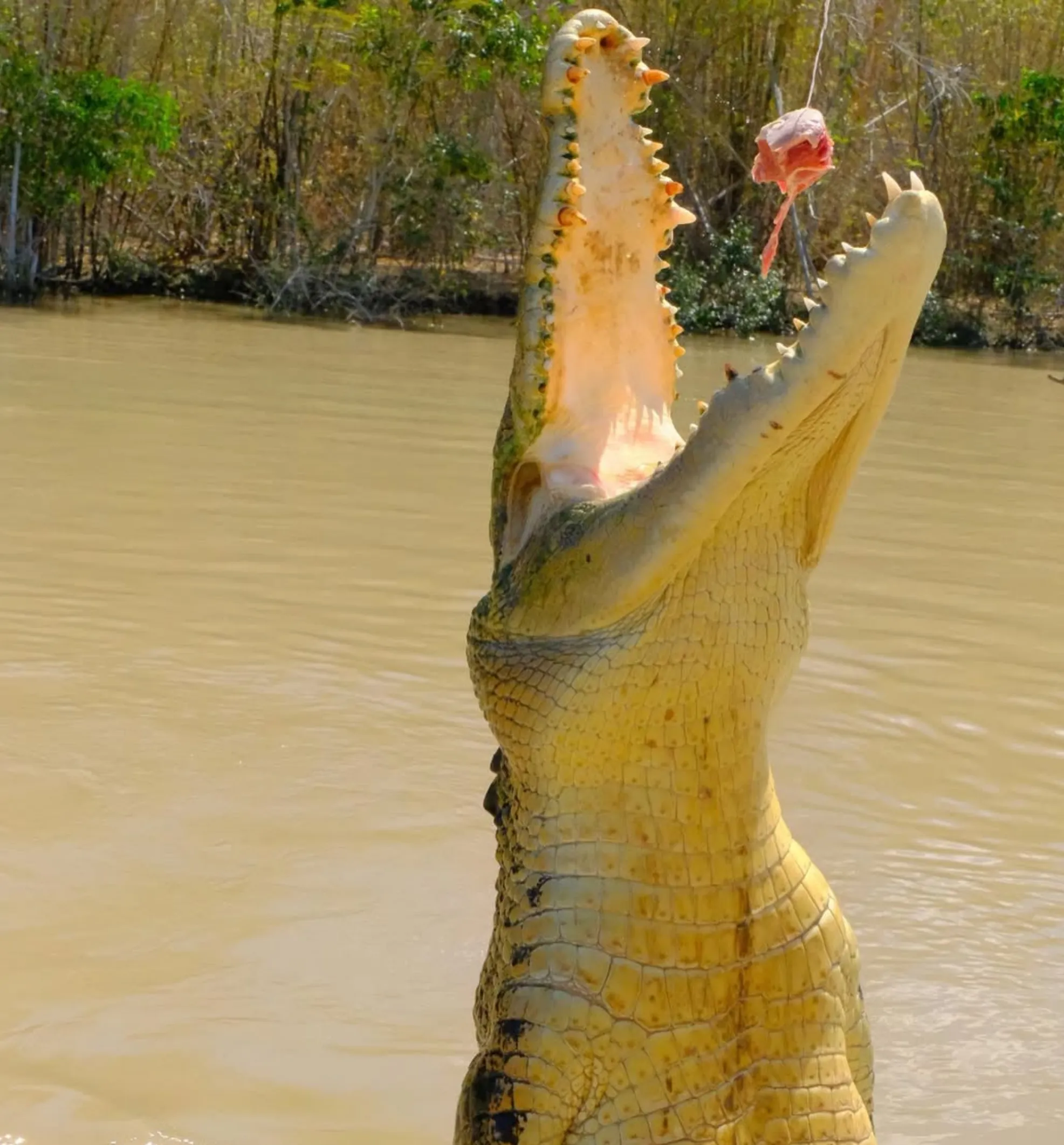 is the jumping crocodile cruise worth it