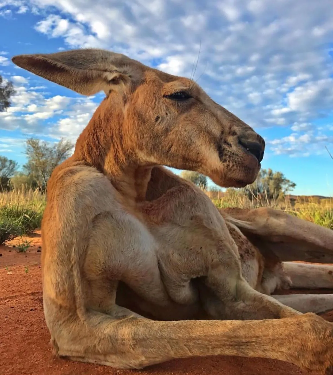 kangaroos