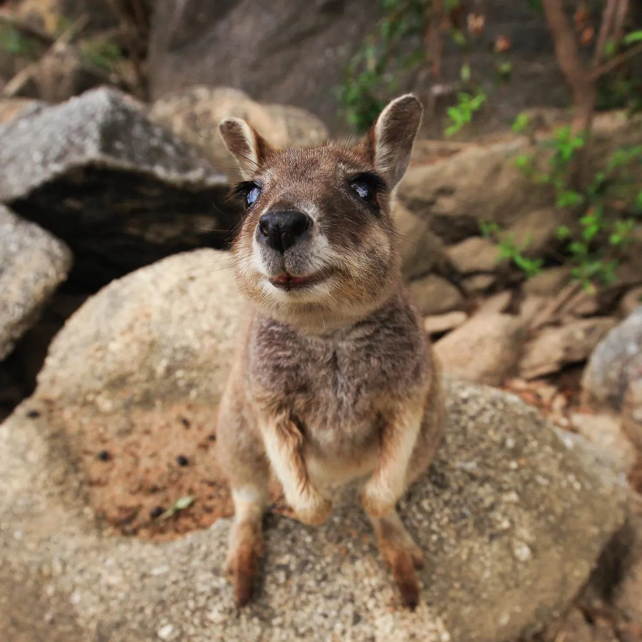 rock wallabies
