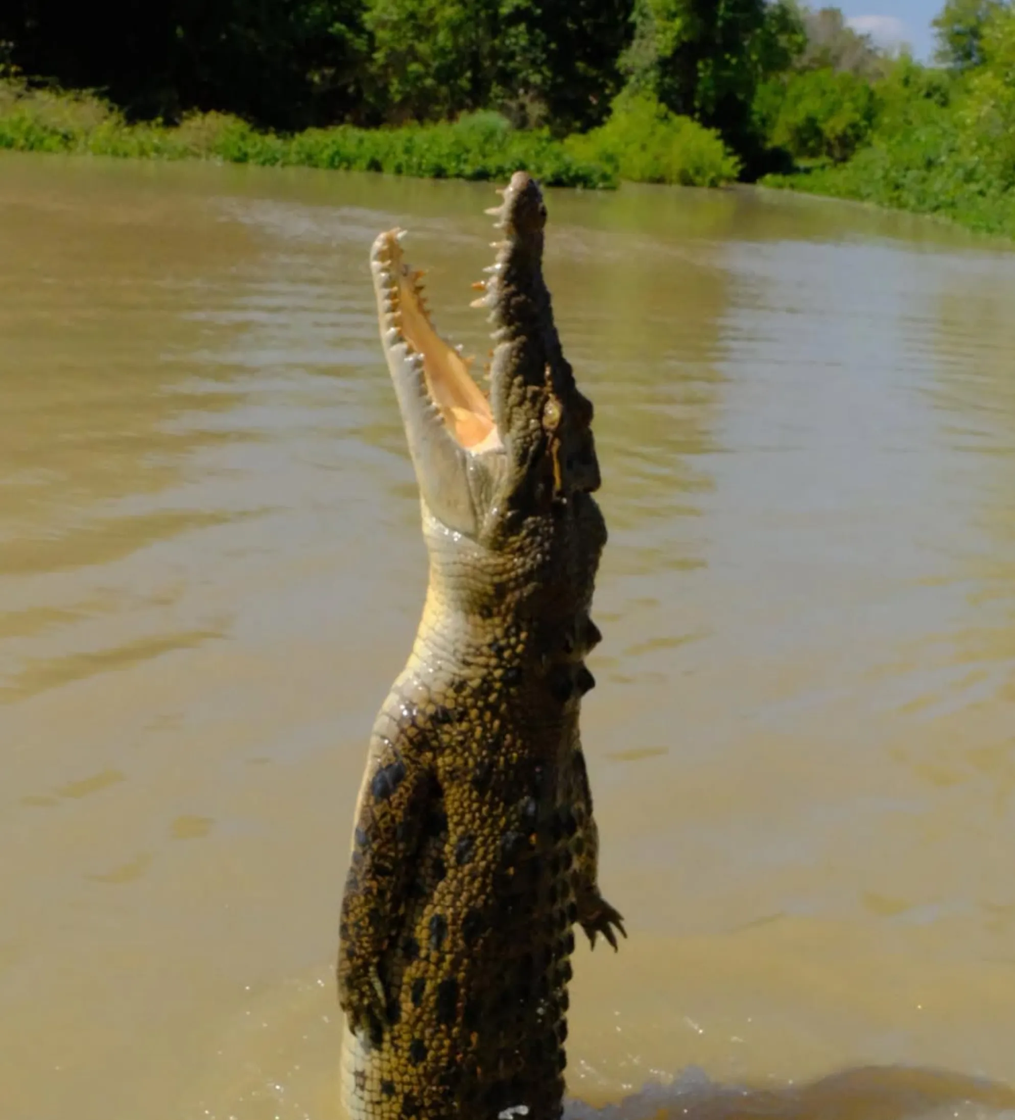 what they don’t tell you about jumping crocodile cruises
