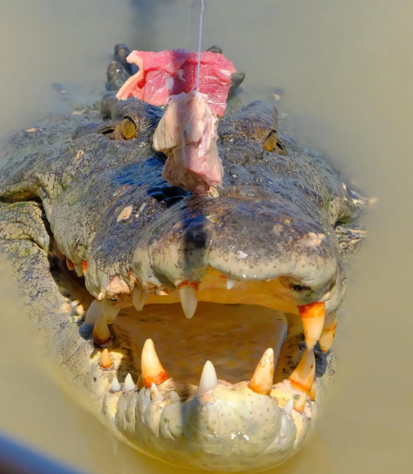 what to expect on a jumping crocodile cruise