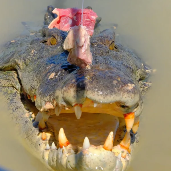 what to expect on a jumping crocodile cruise