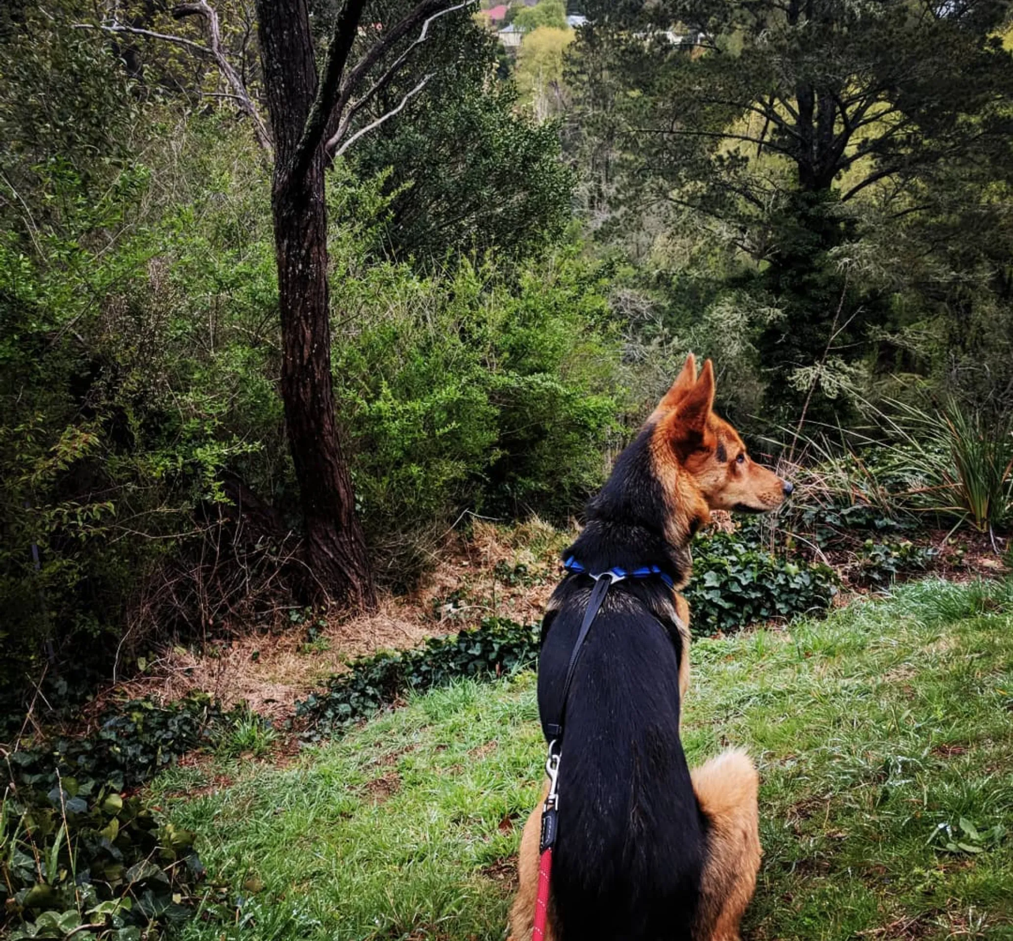 where can I hike with my dog in the Blue Mountains