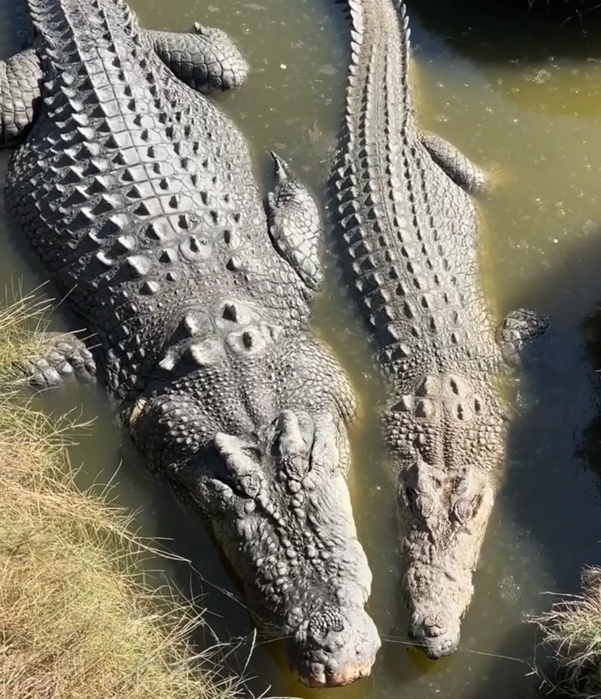 wild crocodile tours near Darwin