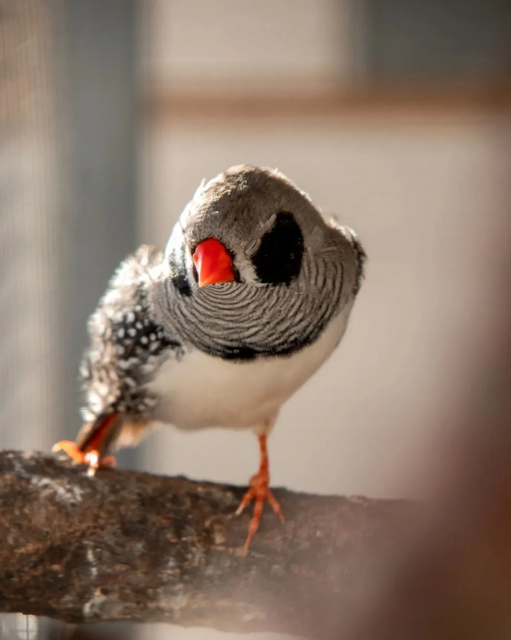 zebra finches